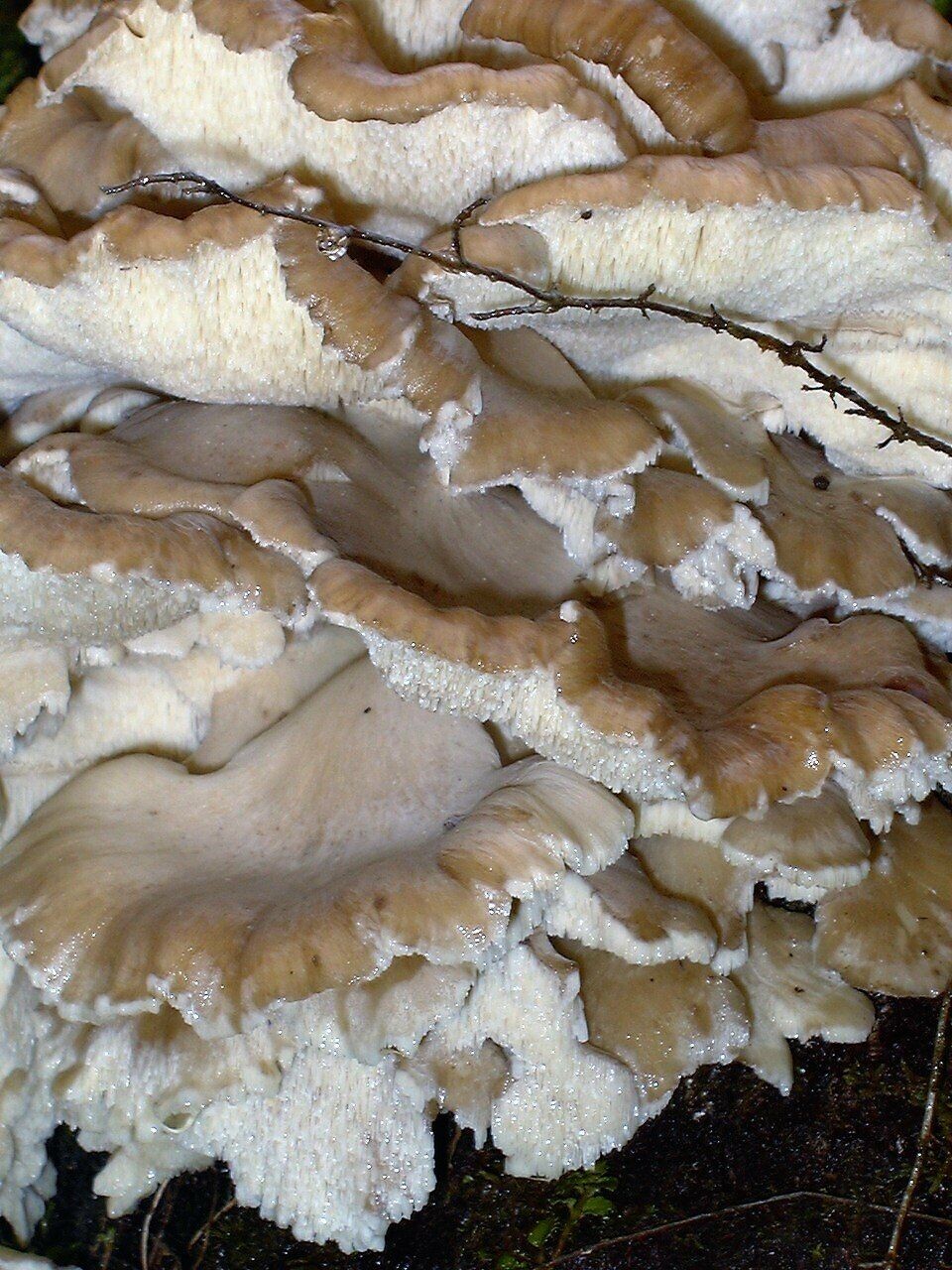 Grifola gargal. Foto: Mushroom Observer.
