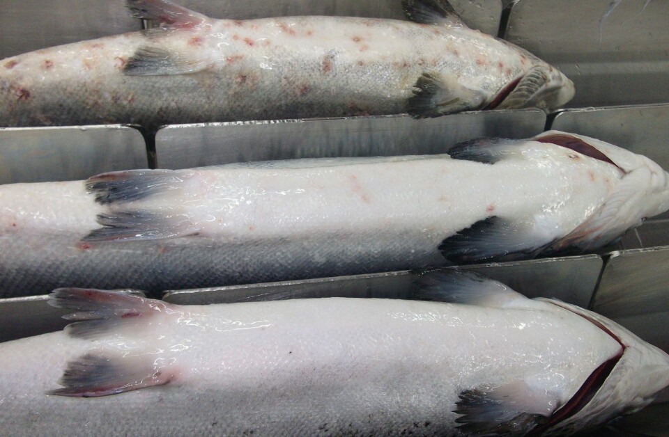 EE.UU. concede acceso a salmones tratados con azametifos