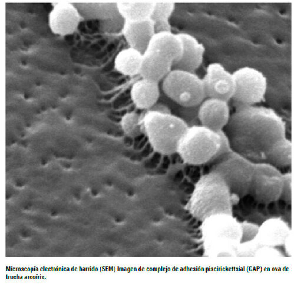 Efecto de la temperatura del agua y la infección experimental concomitante entre Piscirickettsia salmonis y Renibacterium salmoninarum en truchas arcoíris (Oncorhynchus mykiss)