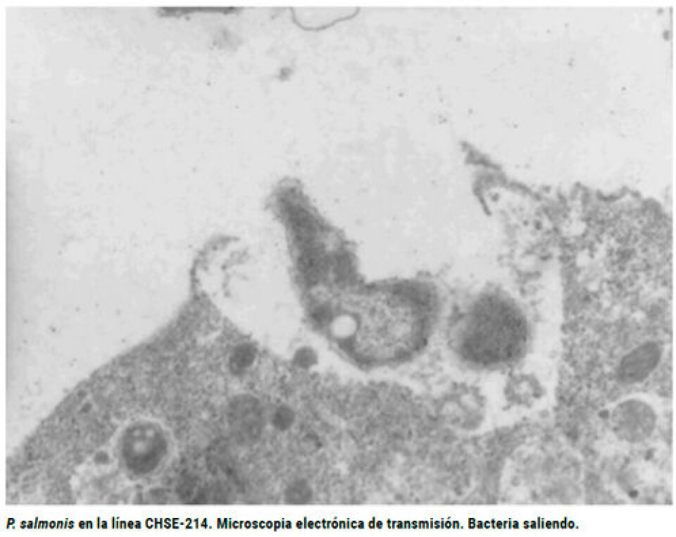 Efecto de la temperatura del agua y la infección experimental concomitante entre Piscirickettsia salmonis y Renibacterium salmoninarum en truchas arcoíris (Oncorhynchus mykiss)