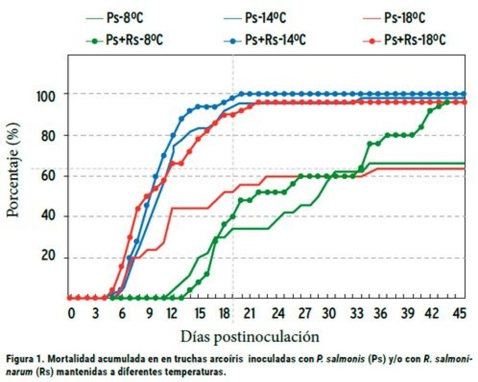 Efecto de la temperatura del agua y la infección experimental concomitante entre Piscirickettsia salmonis y Renibacterium salmoninarum en truchas arcoíris (Oncorhynchus mykiss)