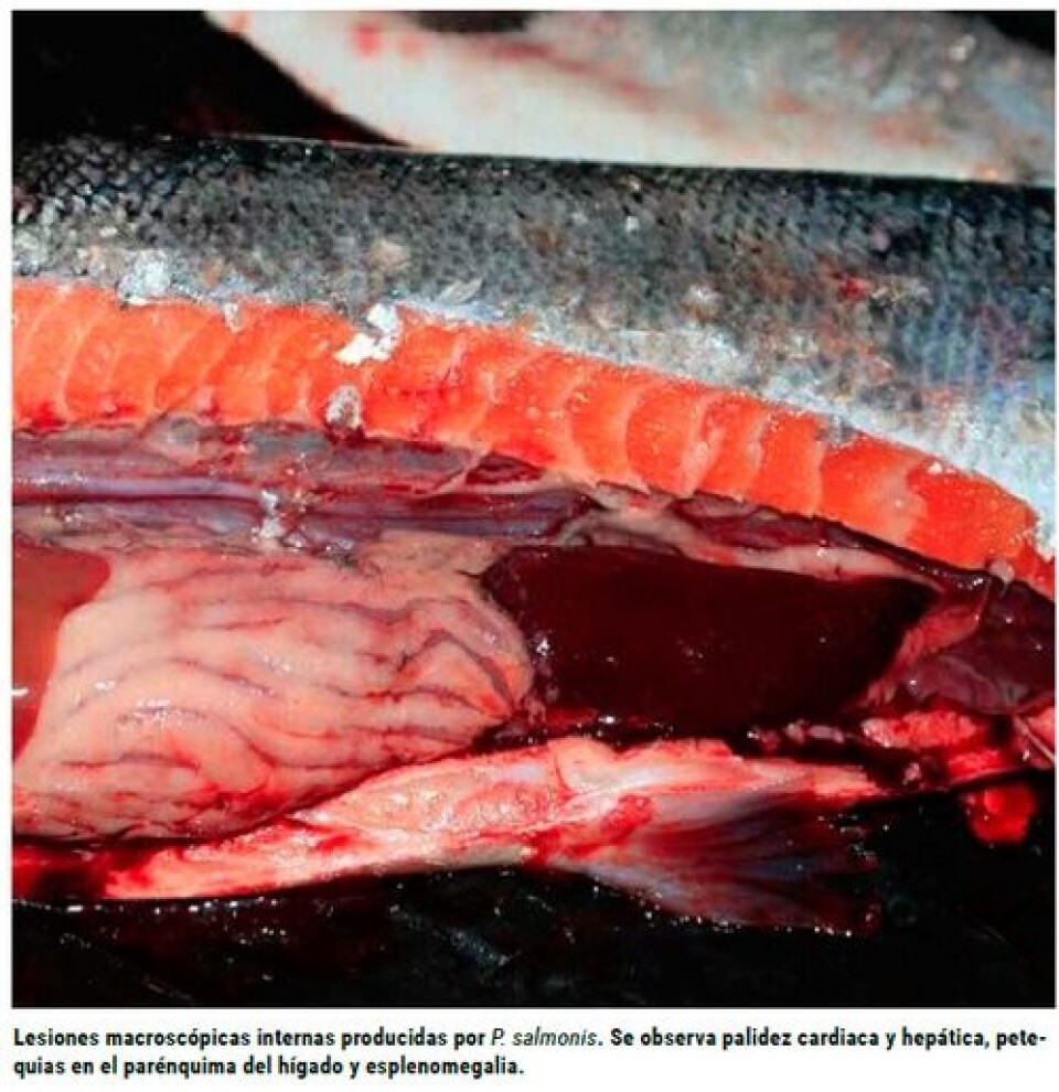 Efecto de la temperatura del agua y la infección experimental concomitante entre Piscirickettsia salmonis y Renibacterium salmoninarum en truchas arcoíris (Oncorhynchus mykiss)