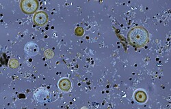 Efectos de un alguicida bacteriano en dinoflagelados nocivos