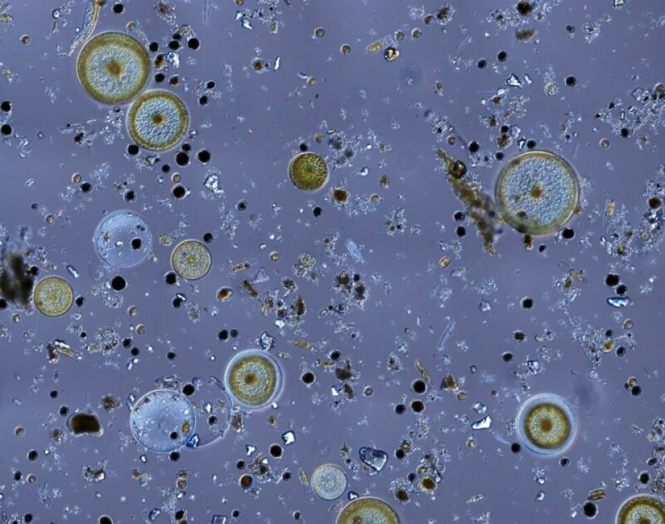Mezcla de diatomeas y Alexandrium spp. Phytotopedia (University of British Columbia).