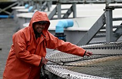 Industria chilena generará 2.200 puestos de trabajo por temporada de salmón coho
