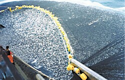 El 90% de las pesquerías de calidad alimentaria no se destina a consumo humano
