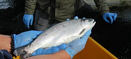 Inédita herramienta de capacitación ayuda a mejorar el cuidado de los peces