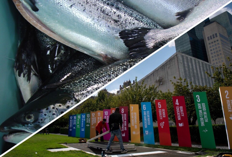 Chile, como parte de los países miembros de la ONU, suscribió y comprometió la Agenda 2030 para el Desarrollo Sostenible. Imagen: Archivo Salmonexpert.