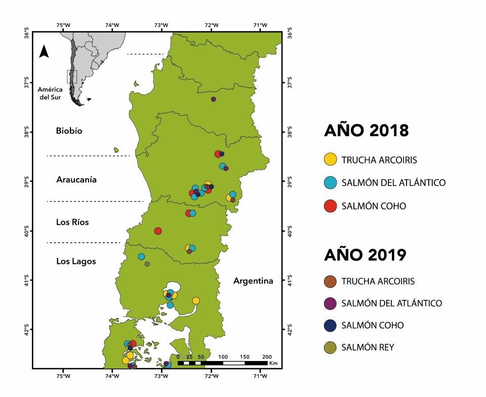 Distribución geográfica de las pisciculturas de reproductores que produjeron ovas de las especies salmón Atlántico, salmón Coho y/o trucha arcoíris en los años 2018 y 2019. Imagen: Incar.