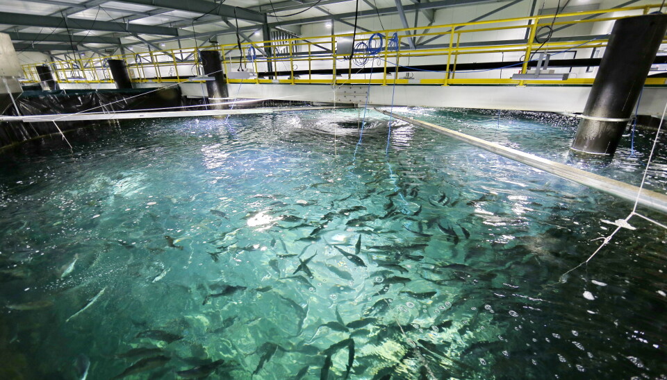Foto: Billund Aquaculture.