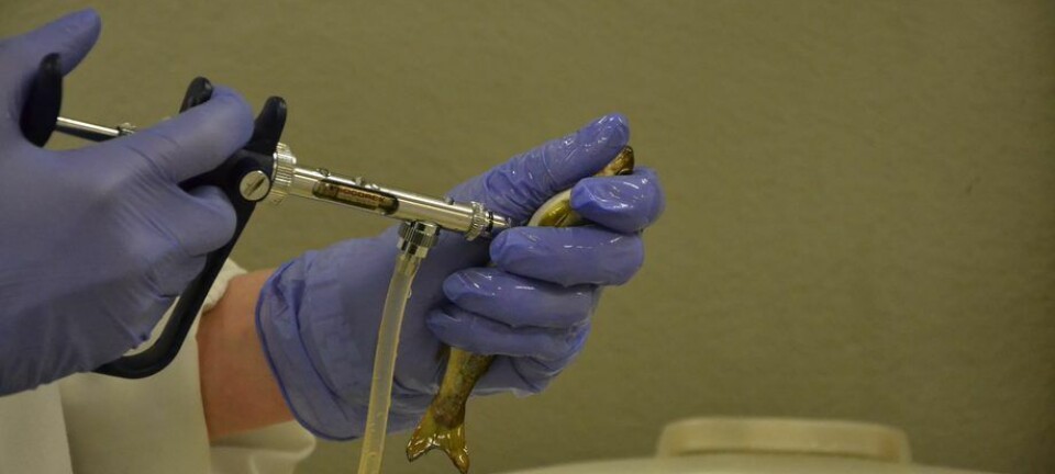 Científicos chilenos crean la primera vacuna para PRV a nivel mundial