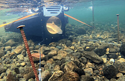 Innovadora cámara permite clasificar entre salmón escapado y salvaje