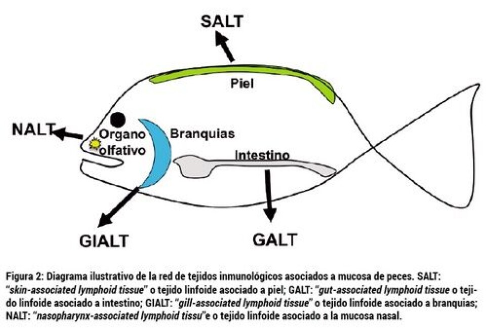 El sistema inmunológico olfativo de los salmónidos y el potencial de las vacunas nasales en salmonicultura