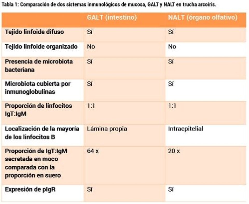 El sistema inmunológico olfativo de los salmónidos y el potencial de las vacunas nasales en salmonicultura