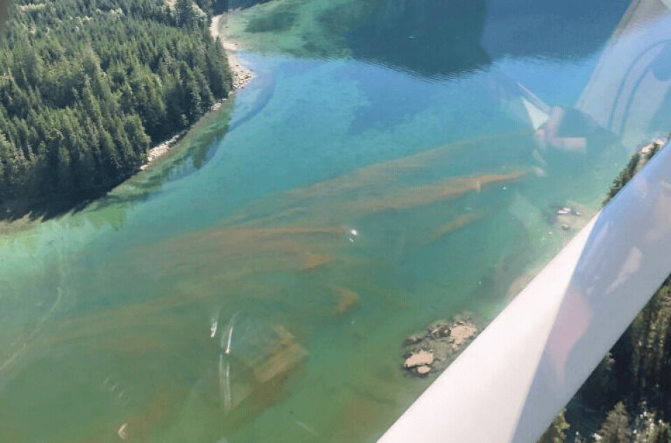 Foto aérea de una floración algal tomada por el equipo de soporte de calidad del agua de Mowi Canadá Oeste. Foto: Mowi.