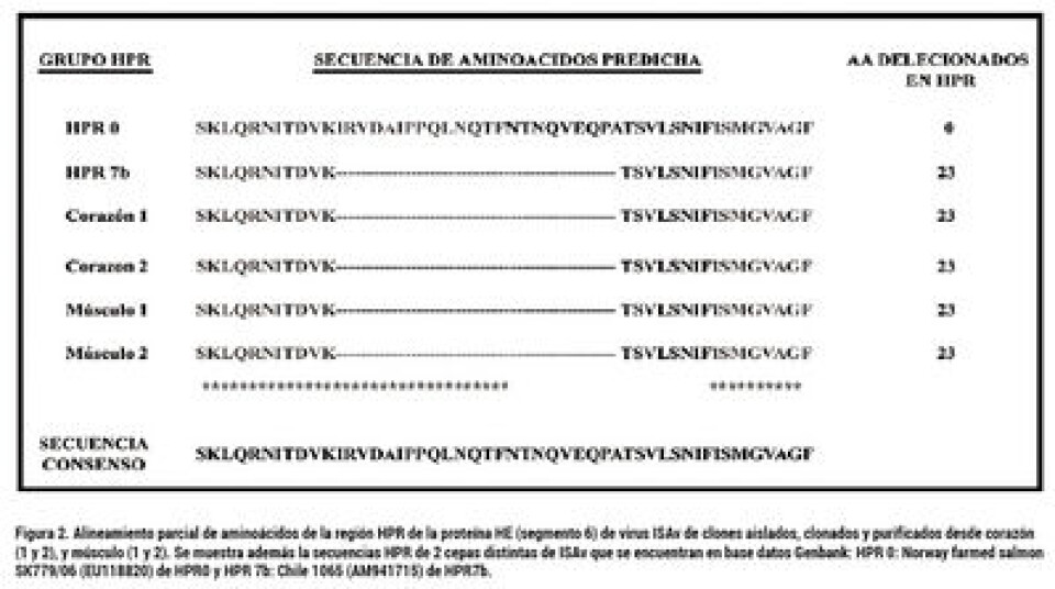 El virus ISA fuera de la balsa jaula