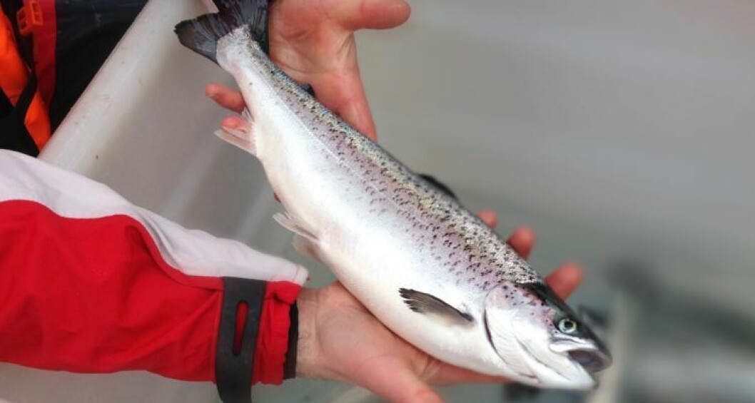 Imagen referencial de salmón. Foto: Archivo Salmonexpert. Imagen referencial de salmón. Foto: Archivo Salmonexpert.