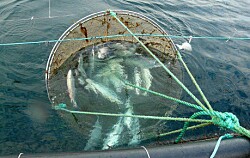 Publican en Diario Oficial nuevo programa sanitario para manejo de mortalidades de salmón