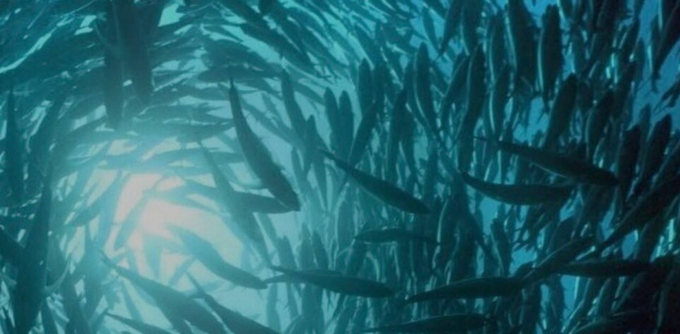 El salmón Atlántico se cultivará en Cantabria. Imagen: Archivo Salmonexpert.