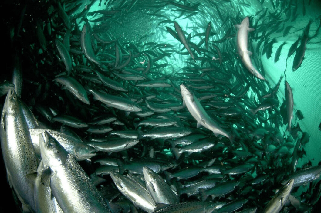 Salmones en jaula. Foto: Archivo Salmonexpert. Salmones en jaula. Foto: Archivo Salmonexpert.