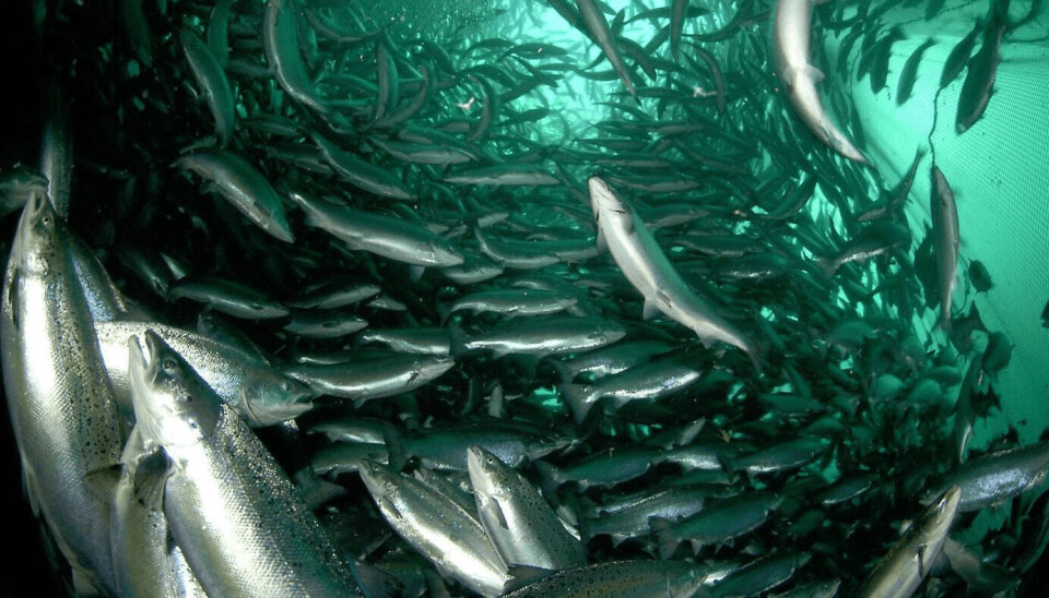 Foto: Erling Svensen / WWF. Salmón, cultivo, jaula, mar, peces, centro
