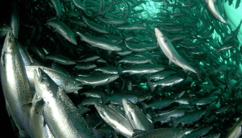Imagen referencial. Salmón, cultivo, jaula, mar, peces, centro