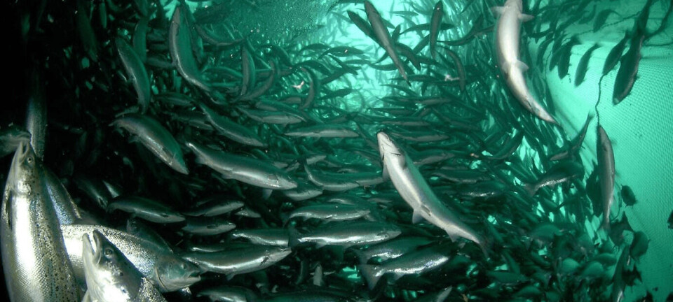 Informe técnico revela biomasa actual por productor de salmón chileno