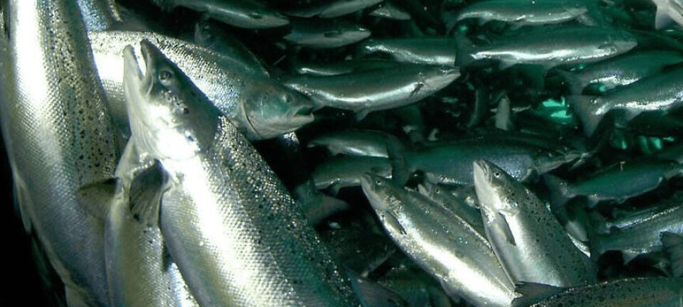 Chilenos dan a conocer los efectos del estrés por hacinamiento en peces