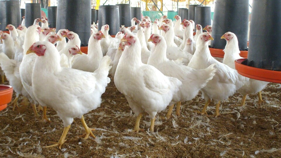 Las plumas de pollo tienen gran potencial para alimentación animal. Foto: IPTC.