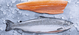 Introducen nuevo salmón con bajo FIFO y alta dieta marina