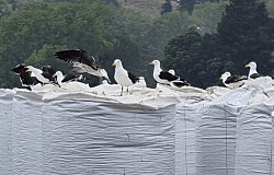 Empresa se instala en Puerto Montt para controlar aves que afectan a la salmonicultura