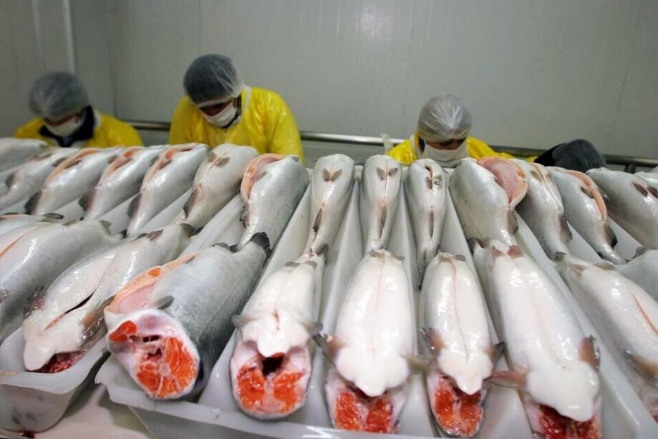 Imagen referencial de salmones en planta de proceso. Foto: Archivo Salmonexpert.
