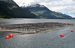 En 2020: 16 centros de salmón han sido certificados libres de antimicrobianos