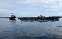 En Aysén: Investigan causas del escape masivo de peces de Marine Farm