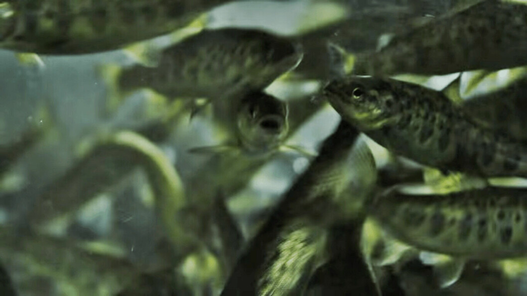 Imagen referencial de cultivo de salmón. Foto: Captura de video de Cooke Aquaculture Chile.