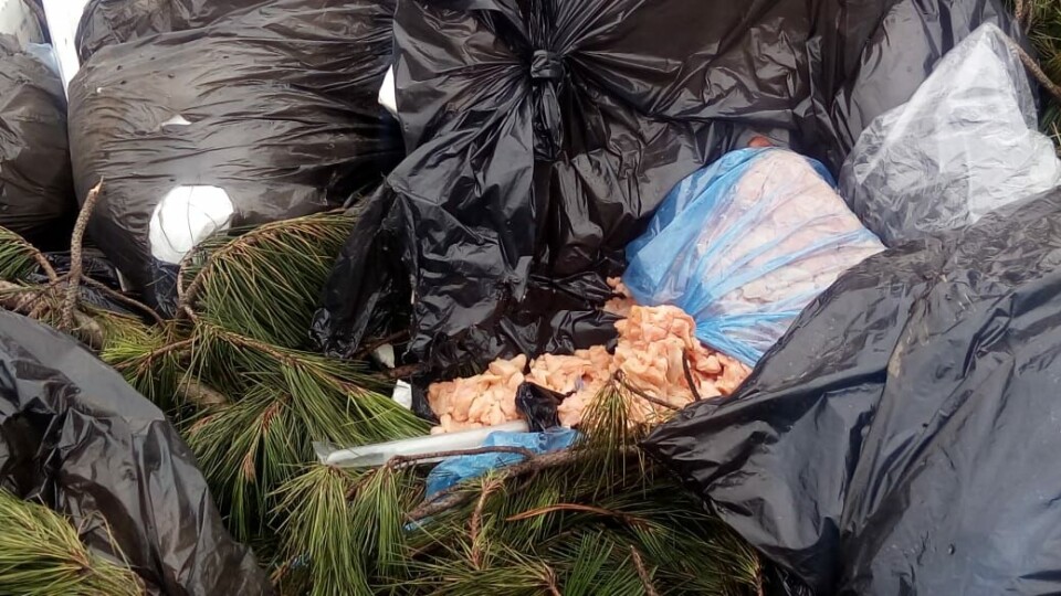 Salmón en descomposición encontrado en un vertedero irregular. Foto: Redes sociales del alcalde de Puerto Montt, Gervoy Paredes.