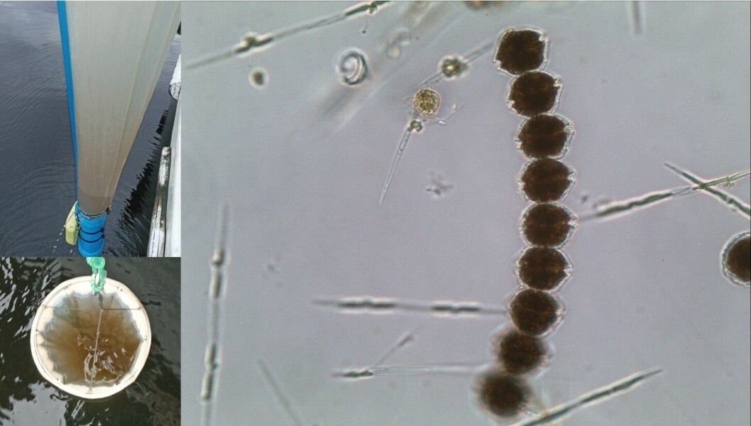 Fotografías de la marea roja (panel izquierdo) y micrografías de microscopía óptica de Alexandrium catenella (panel derecho) registrada en Fiordo Quitralco, Región de Aysén, durante febrero 2022. Foto: Patricio Díaz