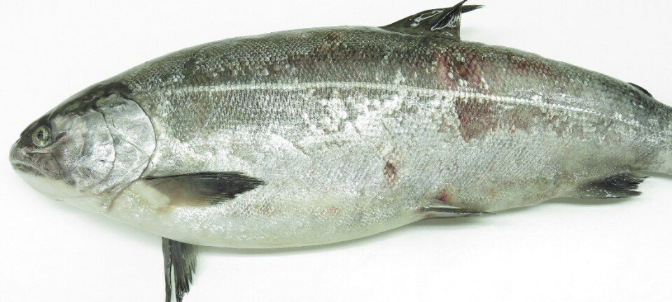 Piscirickettsia altera la barrera intestinal del salmón facilitando su propagación