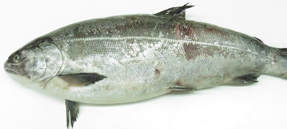 Imagen referencial de salmón coho con SRS.