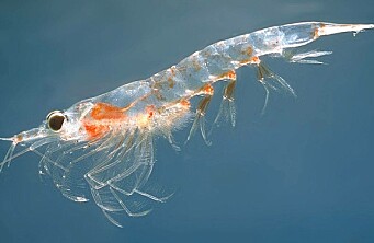Investigación determina impacto de peróxido de hidrógeno sobre krill