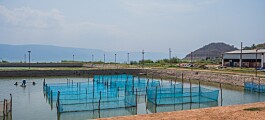 Investigación enfatiza en riesgo de resistencia a los antimicrobianos en acuicultura