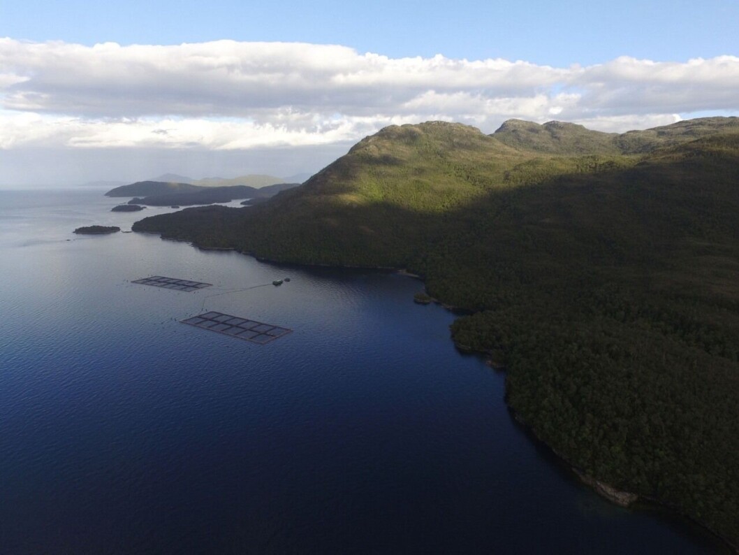 Las salmonicultoras pagaron $10.141 millones en patentes durante el año 2018. Foto: SalmonChile. Las salmonicultoras pagaron $10.141 millones en patentes durante el año 2018. Foto: SalmonChile.