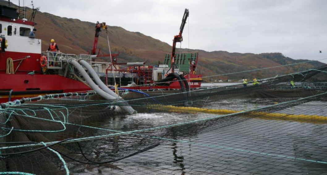 Más de 1.500 salmones escaparon durante una operación de desparasitación mecánica en el centro de cultivo Loch Alsh de Marine Harvest Scotland en noviembre. Imagen: FFE. Más de 1.500 salmones escaparon durante una operación de desparasitación mecánica en el centro de cultivo Loch Alsh de Marine Harvest Scotland en noviembre. Imagen: FFE.