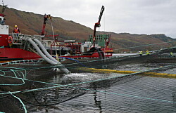 En Escocia: Marine Harvest reporta pérdida de 1.558 peces y Grieg escape de 500 peces