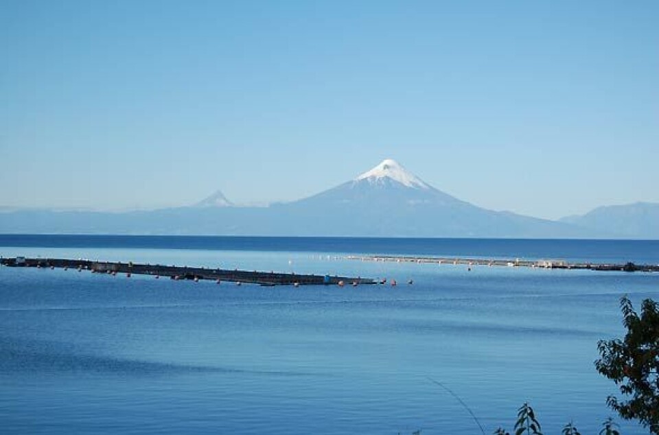 Marine Harvest pone término definitivo a operaciones en Lago Llanquihue