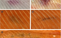 Investigadores asocian anomalías óseas con melanosis en salmón