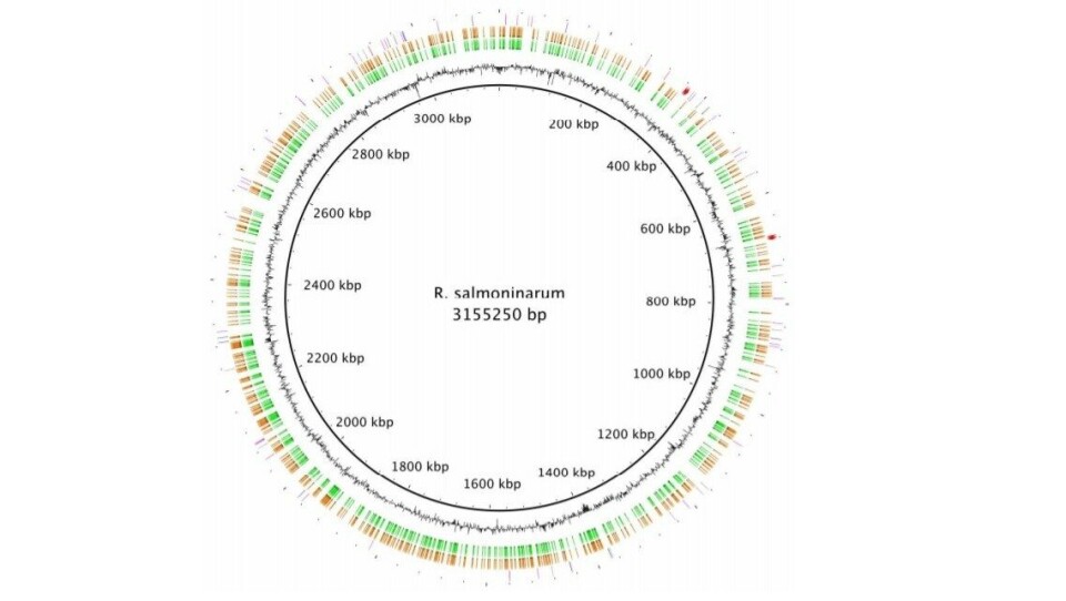 Mapa genómico de R. salmoninarum ATCC33209T (círculo negro) en comparación con los aislamientos chilenos H-2 (círculo verde) y DJ2R (círculo naranja). Fuente: Bethke y col., 2018.