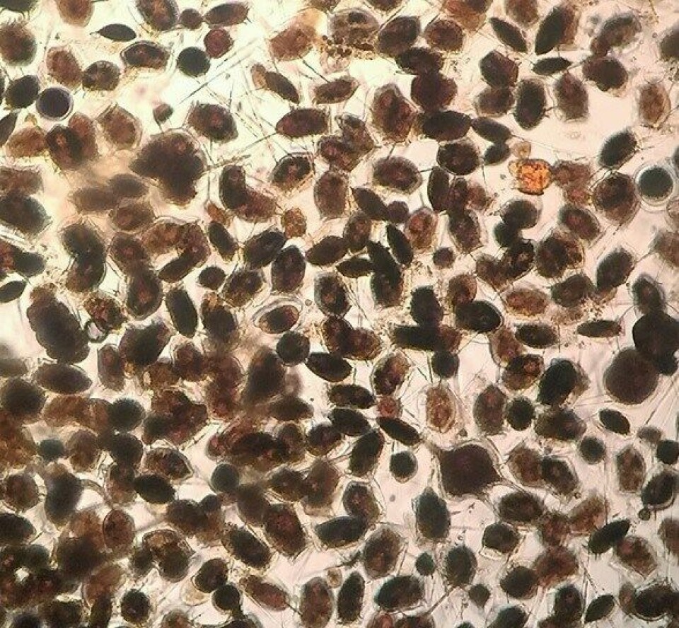 Micrografías de la floración de Dinophysis acuta obtenida a partir de un arrastre con red de plancton de 20 µm en el Seno Magdalena. Imagen: Dr. Patricio A. Díaz.