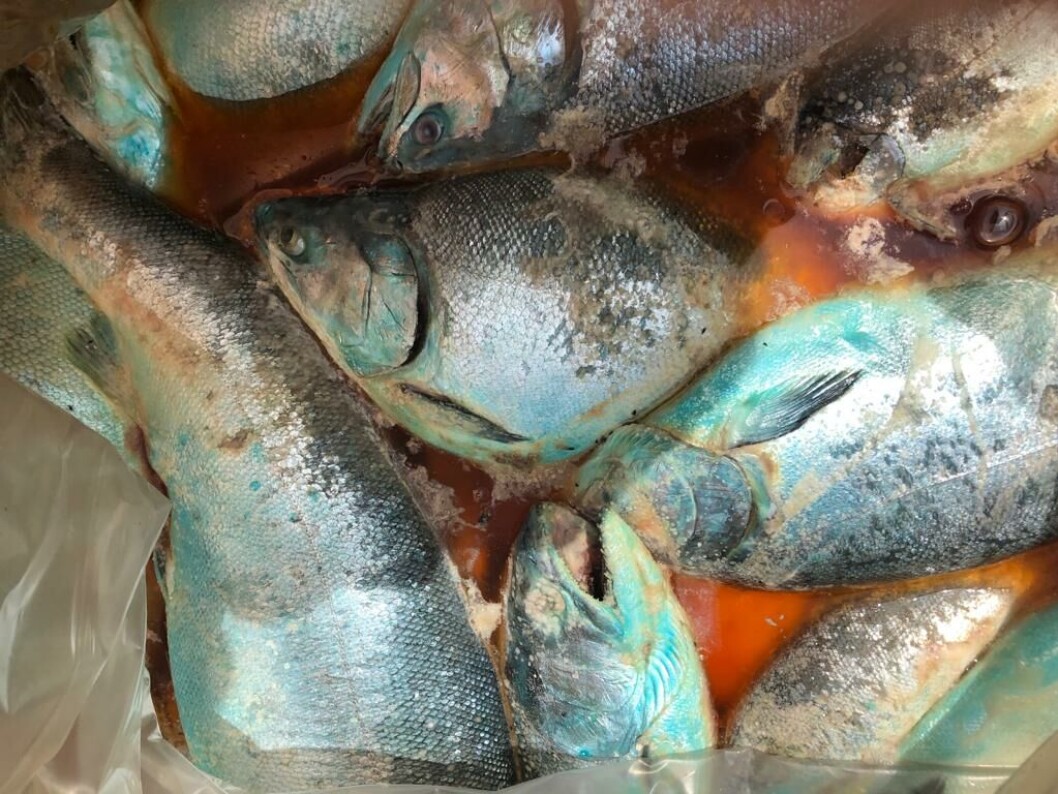 Los trabajadores del salmón están preocupados por la contingencia sanitaria en Quellón. Foto: Coordinadora Nacional de la Industria Salmonera y ramas afines. Los trabajadores del salmón están preocupados por la contingencia sanitaria en Quellón. Foto: Coordinadora Nacional de la Industria Salmonera y ramas afines.