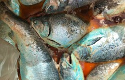 En Quellón: Trabajadores del salmón advierten grave contingencia sanitaria